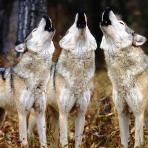 Howling Wolves