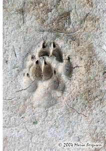 Picture courtesy of www.everythingwolf.com