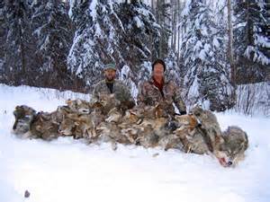 A disgusting Wolf Hunt, British Columbia, Canada Picture www.inzanaoutfitters.com