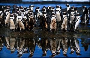 Penguin Oil Spill courtesy of www.itopf.com