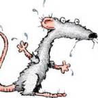 Like a Rat