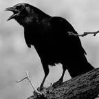 Call of the Crow