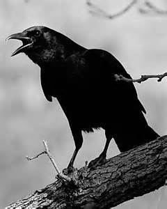 Call of the Crow