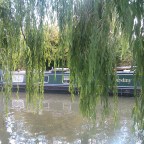 Under a Willow Tree