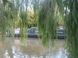 Weeping Willows, Berkhamsted, Herts taken by the author, Darren Greenidge