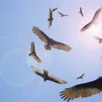 Vultures Circling