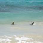 Sinking in Shallow Waters