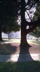 St Mary's Churchyard, Hemel Hempstead, taken by the author