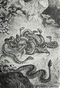 19th century engraving of a nest of vipers www.sciencephoto.com