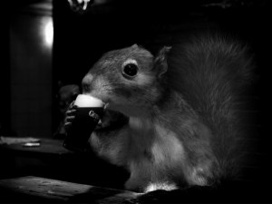 Squirrel drinking a Guinness courtesy of www.Guinness.com